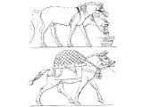 Top: Egyptian Mule. Bottom: Assyrian Mule.   Heb. PeReD, PeReDaH. ReKeSh is also translated `mule` but was probably a swift camel. Bred from a horse and an ass. The Law prohibited hybridization (Lev.19.19) so mules had to be imported.